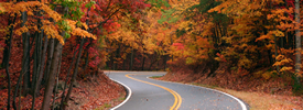 Fall Foliage Thumb