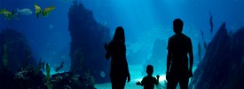 aquarium thumb