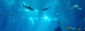Aquarium thumb