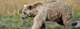 Thumbnail image for Foxes and Bobcats and Bears!